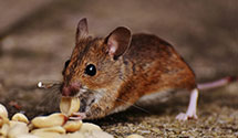 24 Hour & Emergency Exterminators in Lonedell, MO